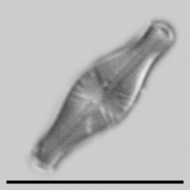Sellaphora Pulchra Iconic