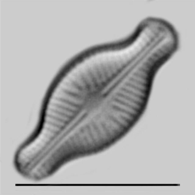 Sellaphora schadei iconic
