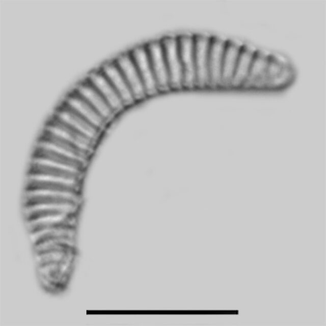 Semiorbis hemicyclus iconic
