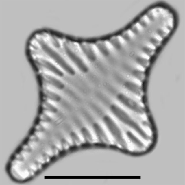 Staurosirella Leptostauron Iconic