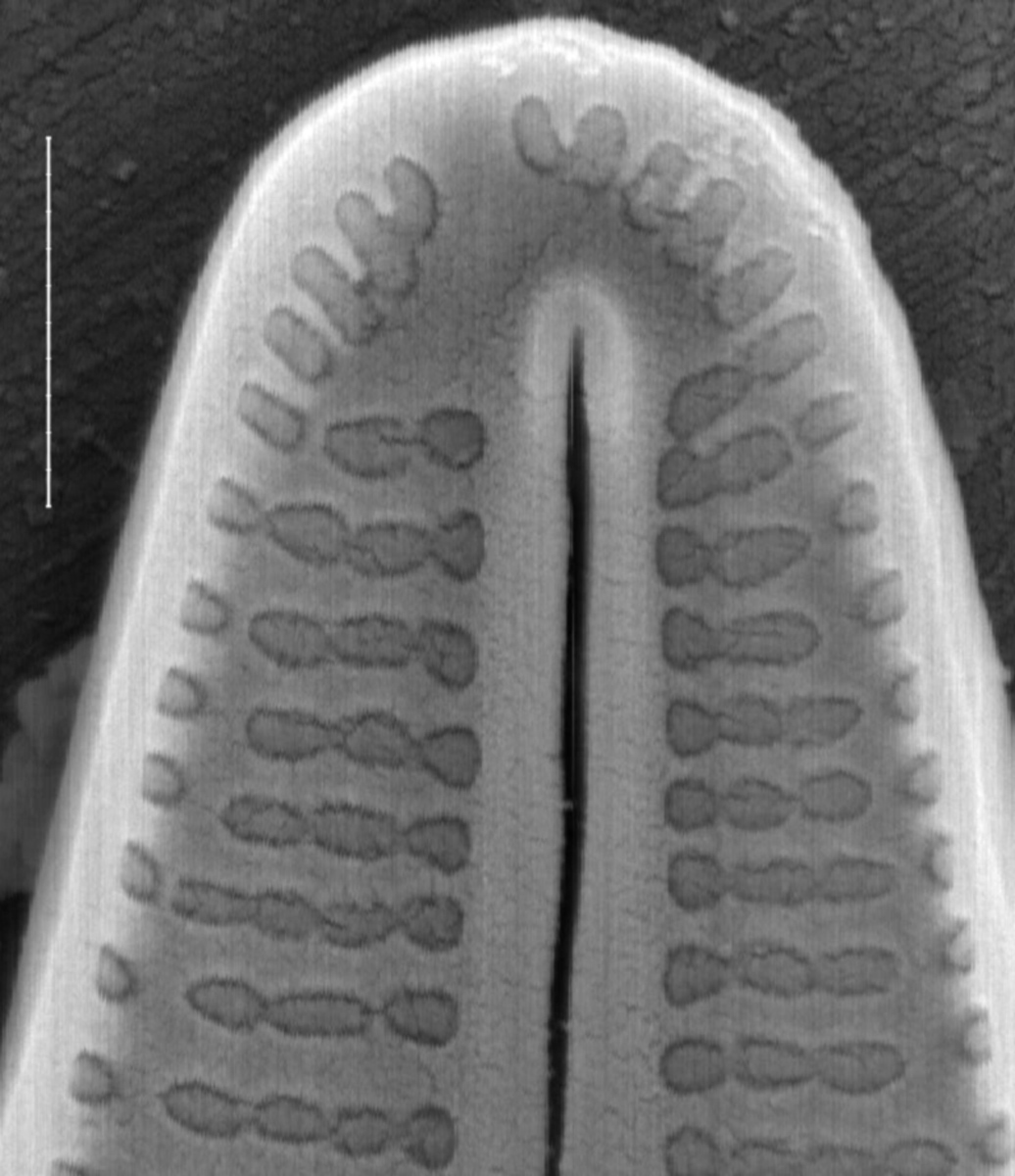 Achnanthidium deflexum SEM2