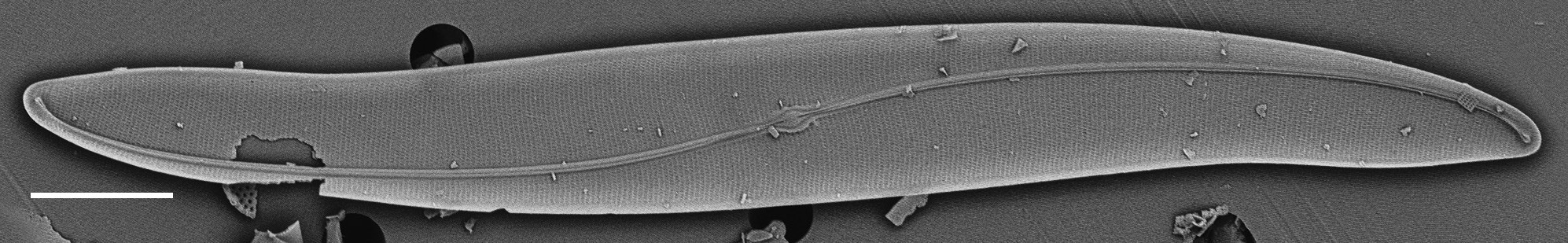 Gyrosigma Obscurum Sem 10U Me 10042 041918 Mix 001