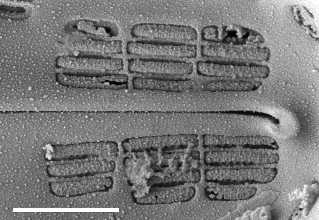 Navicula Cascadensis  Sem3