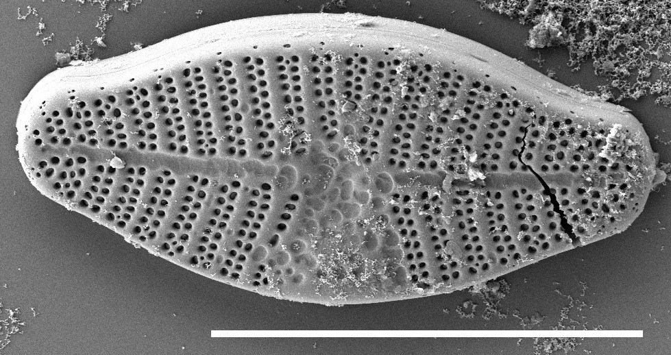 Planothidium californicum SEM3