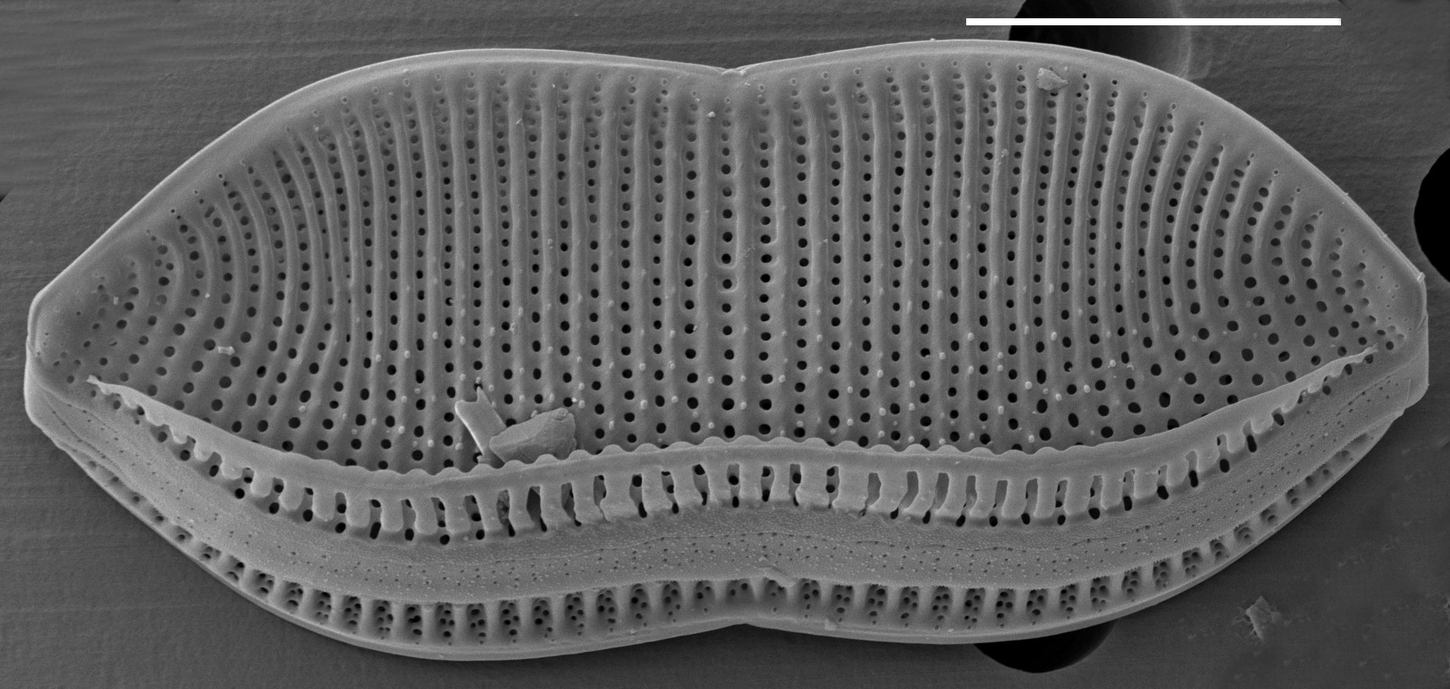 Psam Constrictum  Sem