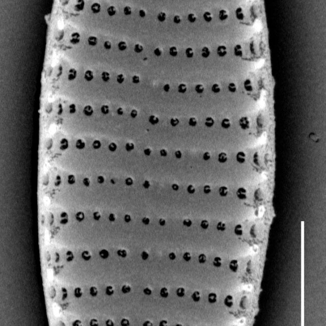 Stauroforma exiguiformis SEM4