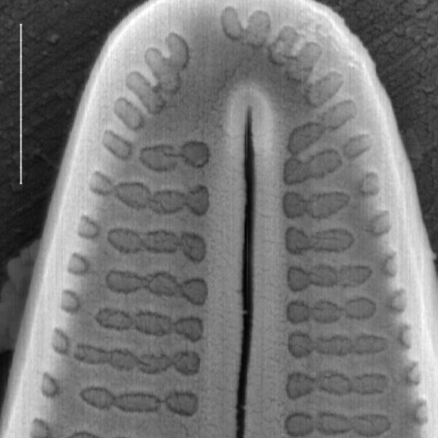 Achnanthidium deflexum SEM2