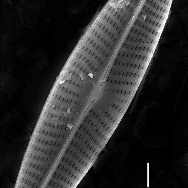 Navicula erifuga SEM1