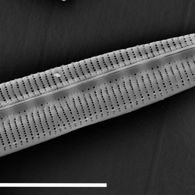 Bacillaria Paradoxa 15555  Sem 067