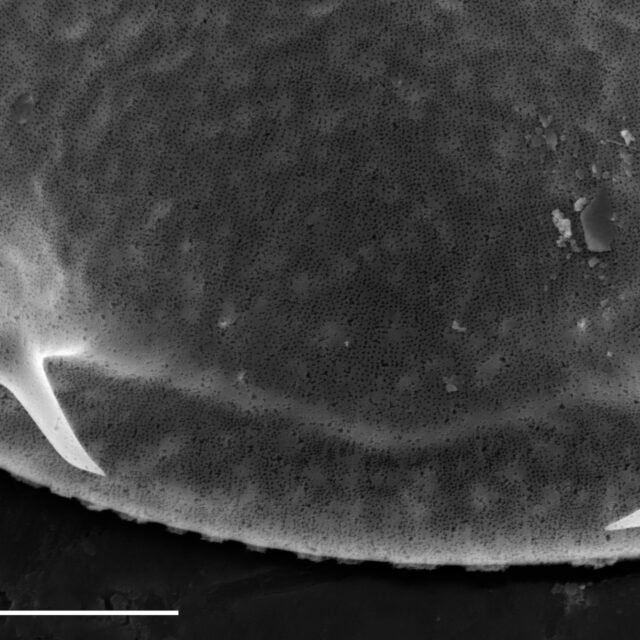 Iconella guatemalensis SEM9