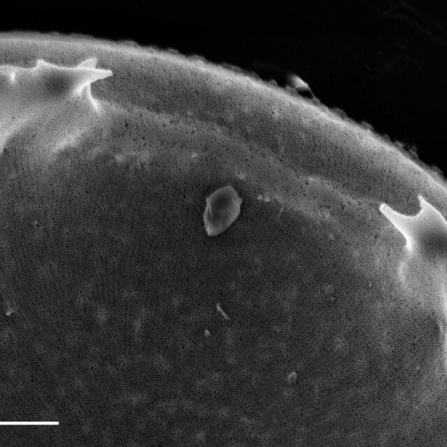 Iconella guatemalensis SEM10