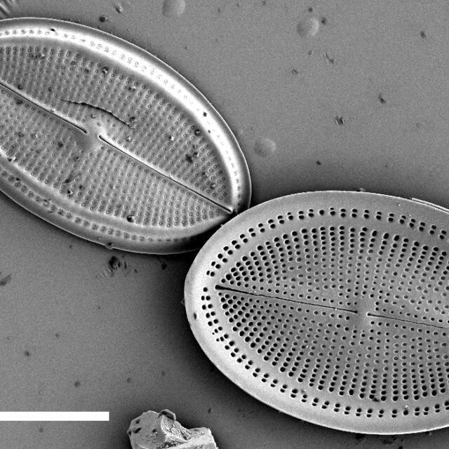 Cocconeis Placentula  Sem1