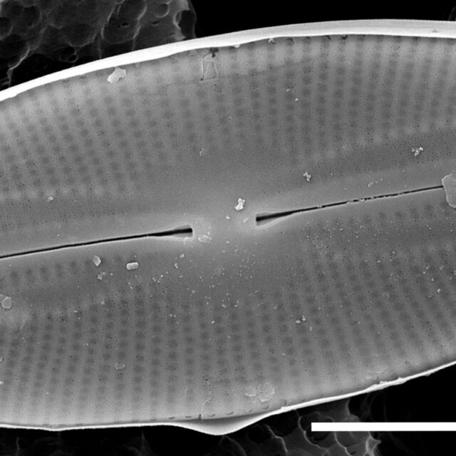 Fallacia Pygmaea Macic Mix  Sem 017