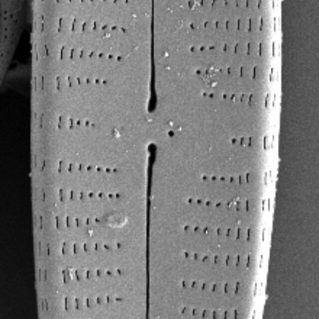 G17 07Scale