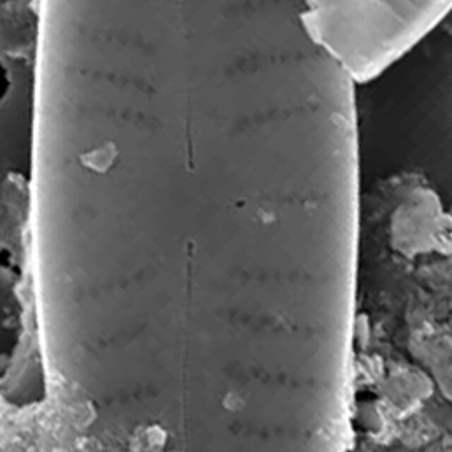 Gomphjohnsonii  Sem Wholevalve 10Mu