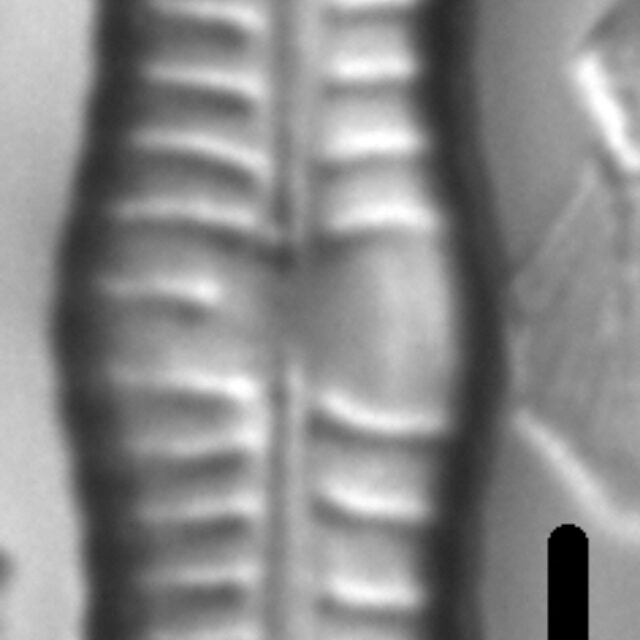 Gomphonema Distans 8 683001