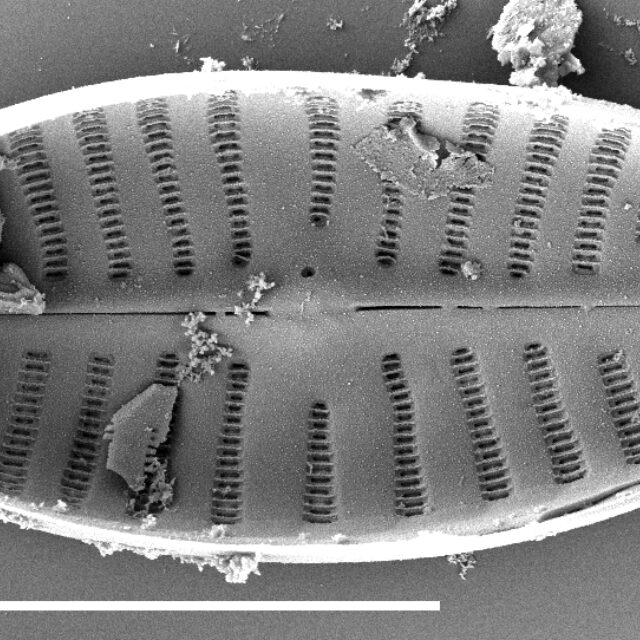 Navicula Cascadensis  Sem1