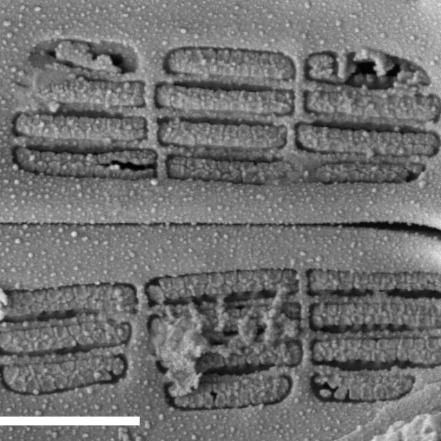 Navicula Cascadensis  Sem3