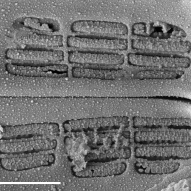 Navicula Cascadensis  Sem 3