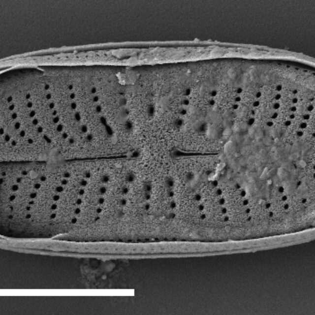 Navicula Genovefae  Sem2