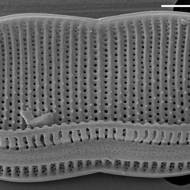 Psam Constrictum  Sem