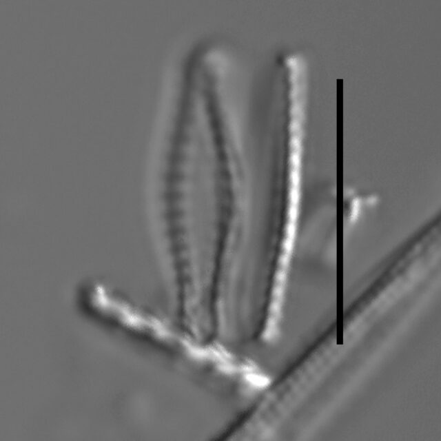 Pseudostaurosiropsis geocollegarum8 ILL L1433