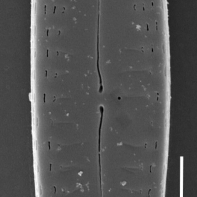 Gomphonema caperatum SEM3