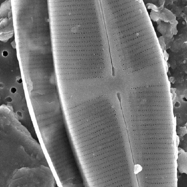 Staurophorabrantii Wholevalve  Sem