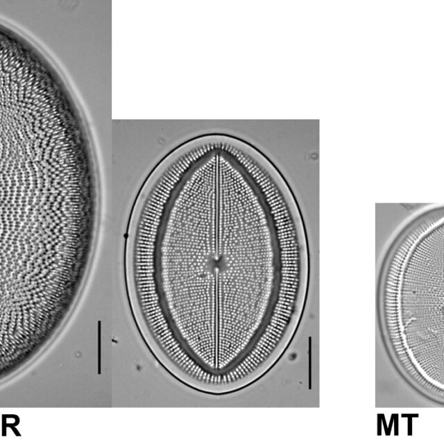 Comparison