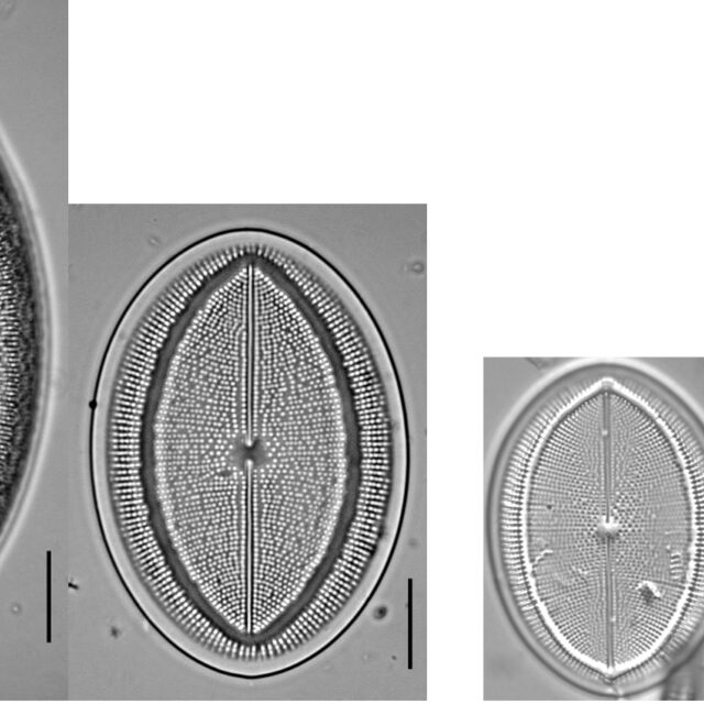 Revised Cocconeis