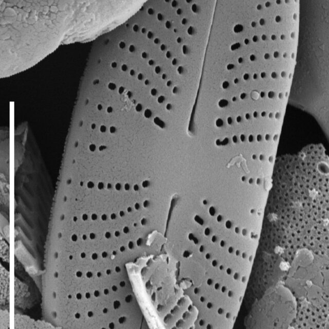 Sellaphora Japonica SEM3