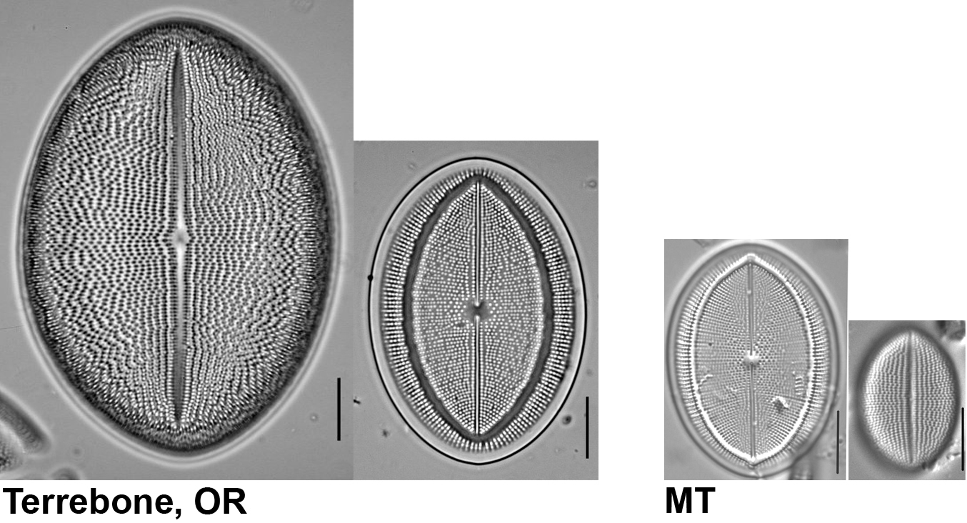 Comparison