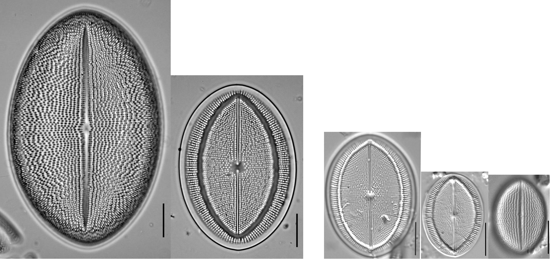 Revised Cocconeis