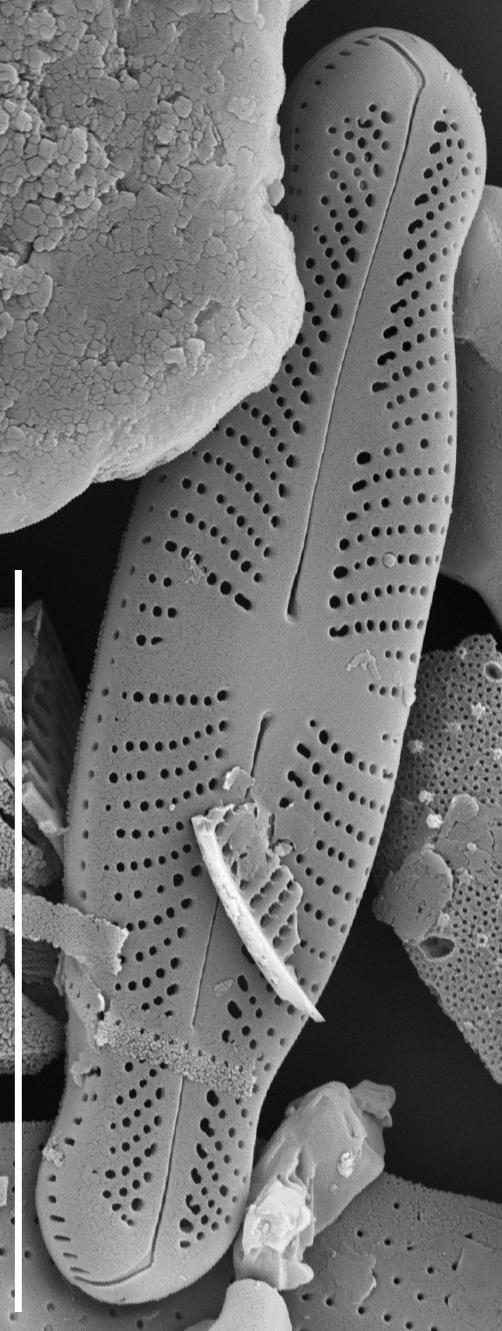 Sellaphora Japonica SEM3