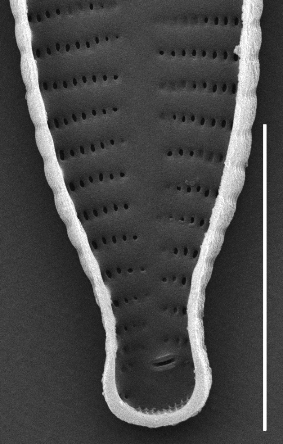 Fragilaria recapitellata SEM4