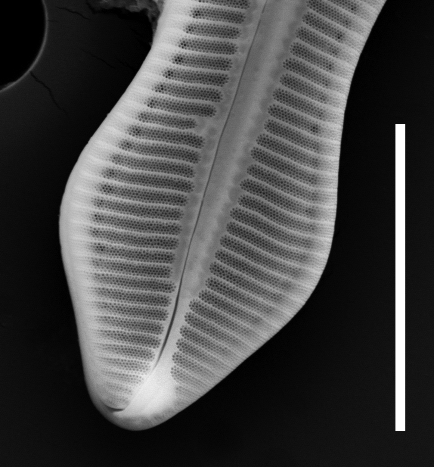 Caloneis schumanniana external view apice 10µm