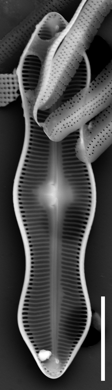 Caloneis schumanniana internal view 10µm