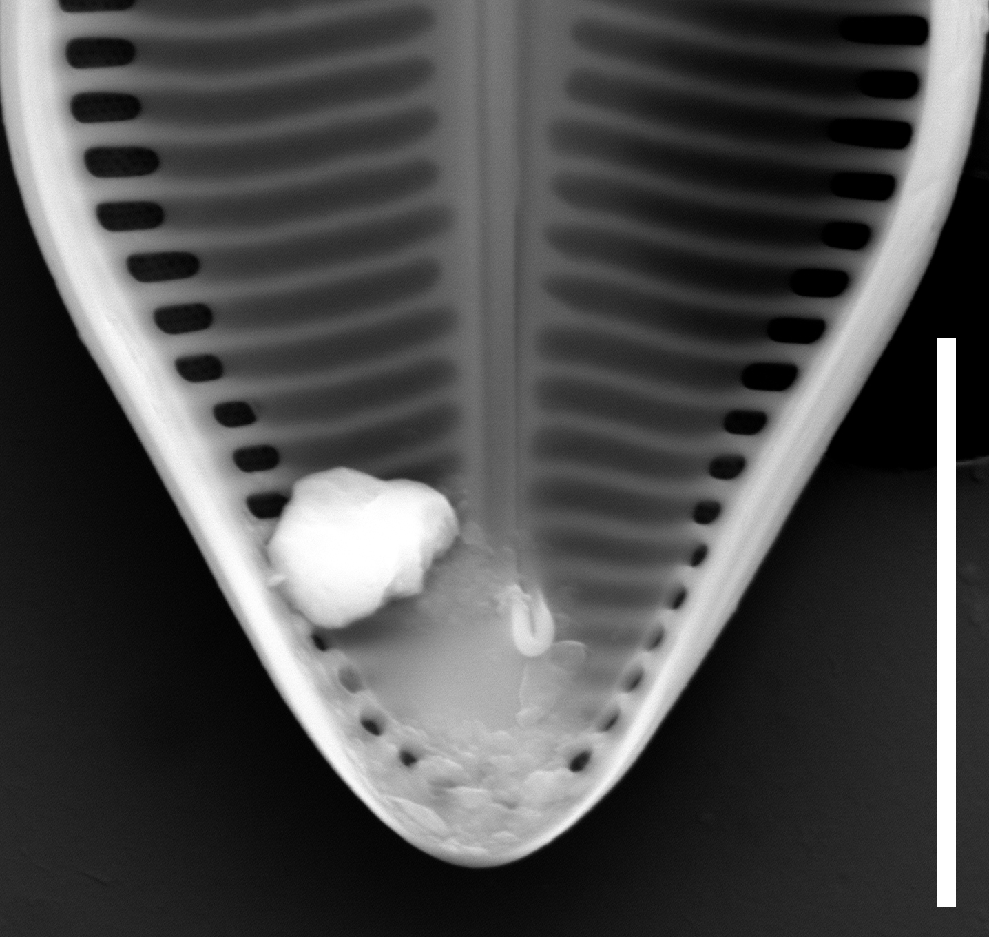 Caloneis schumanniana internal view apice 5µm