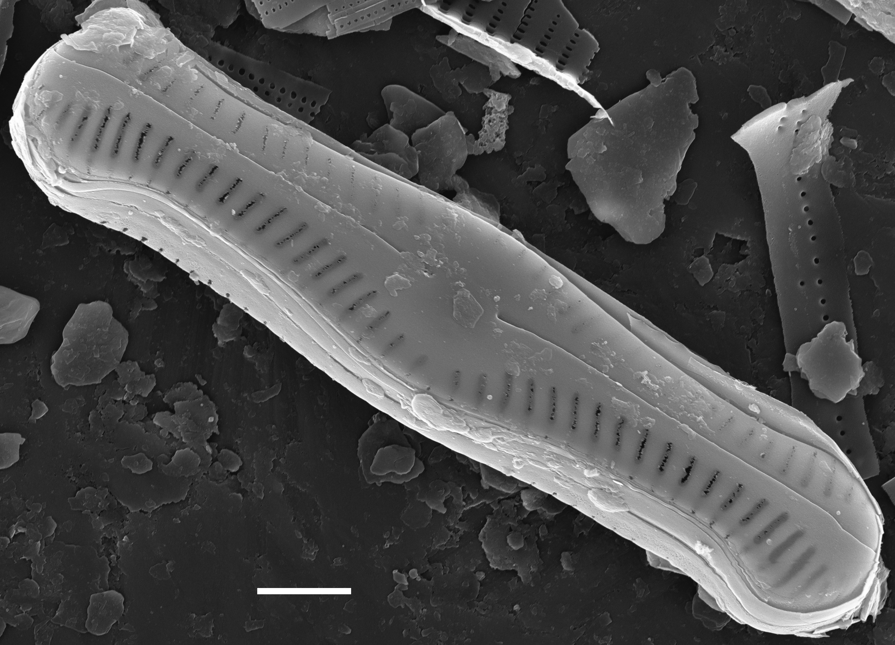 Chamaepinnularia krookii SEM1