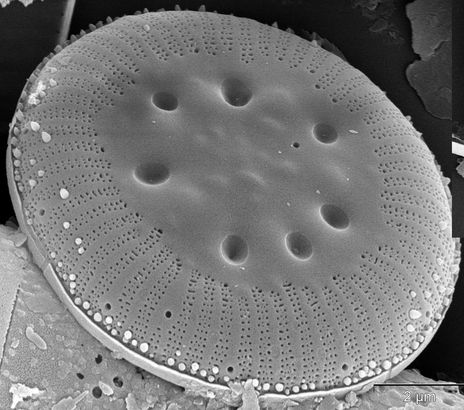 Cyclotella polymorpha SEM1