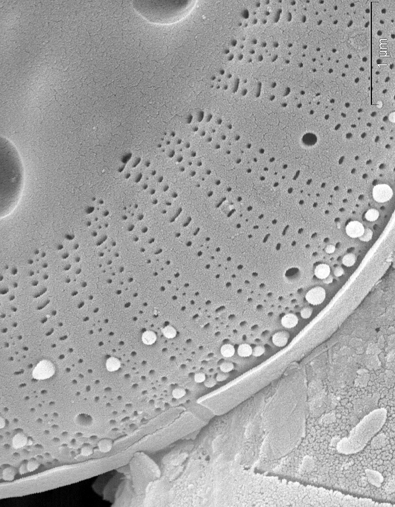 Cyclotella polymorpha SEM3