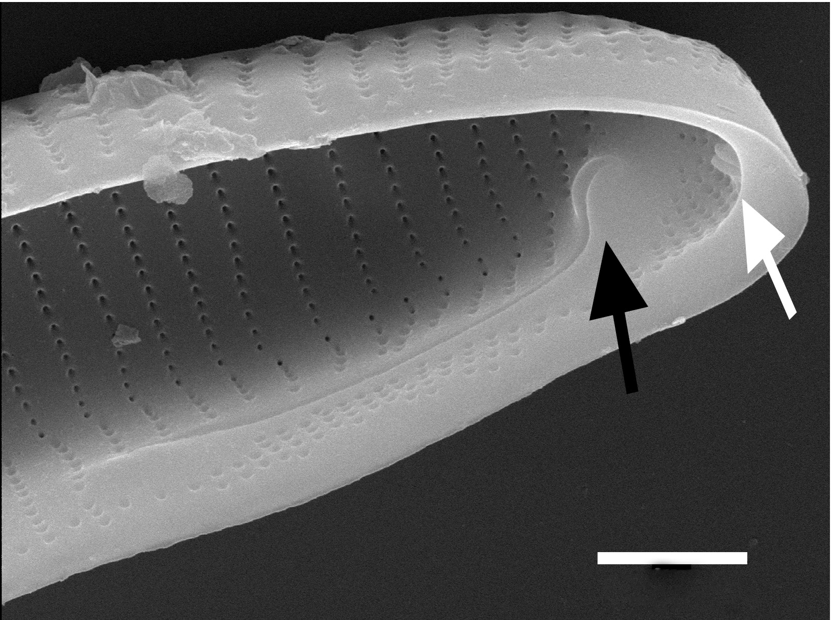 Eunotia macroglossa SEM6