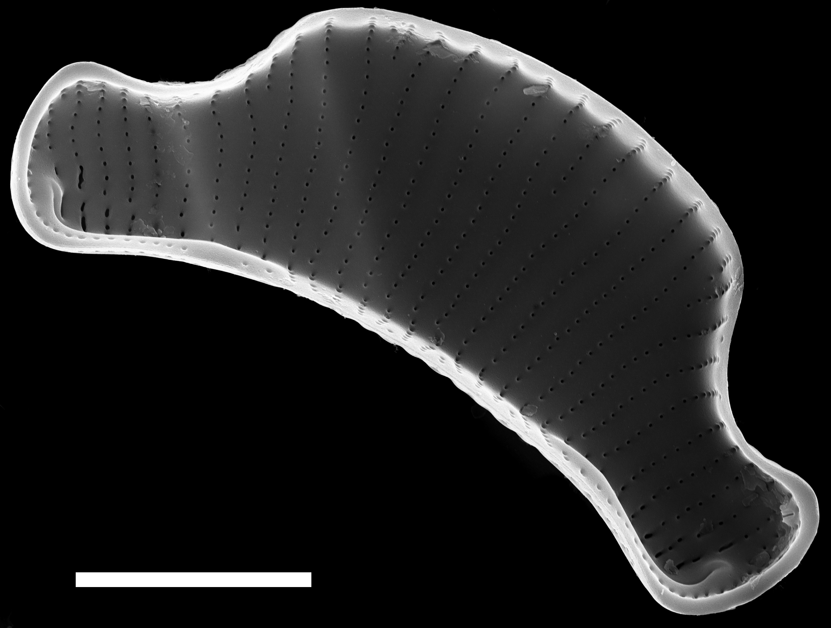 Eunotia Septentrionalis ANSP PF43 013