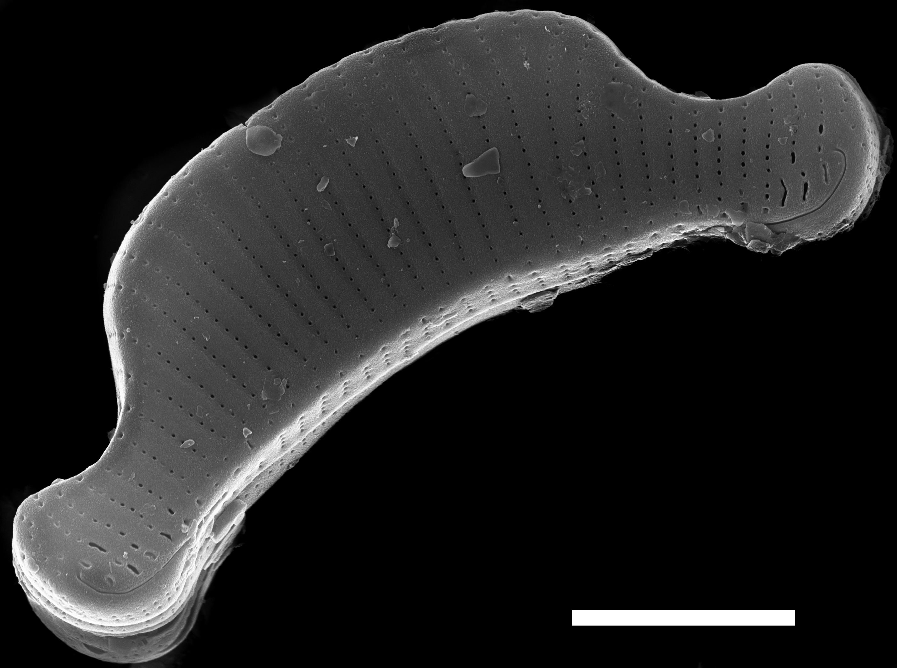 Eunotia Septentrionalis ANSP PF43 016