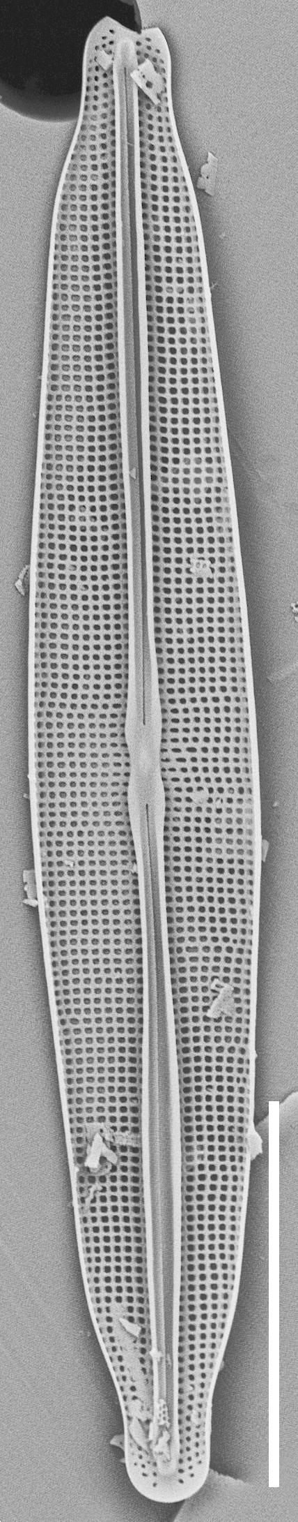 Frustulia pseudomagaliesmontana SEM2