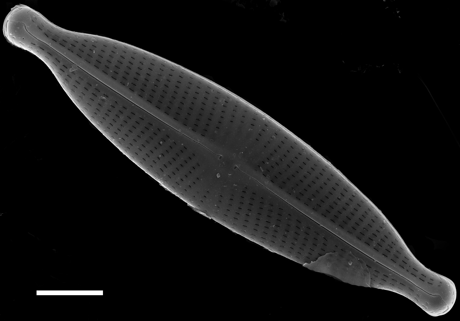 Navicula subrhynchocephala SEM5