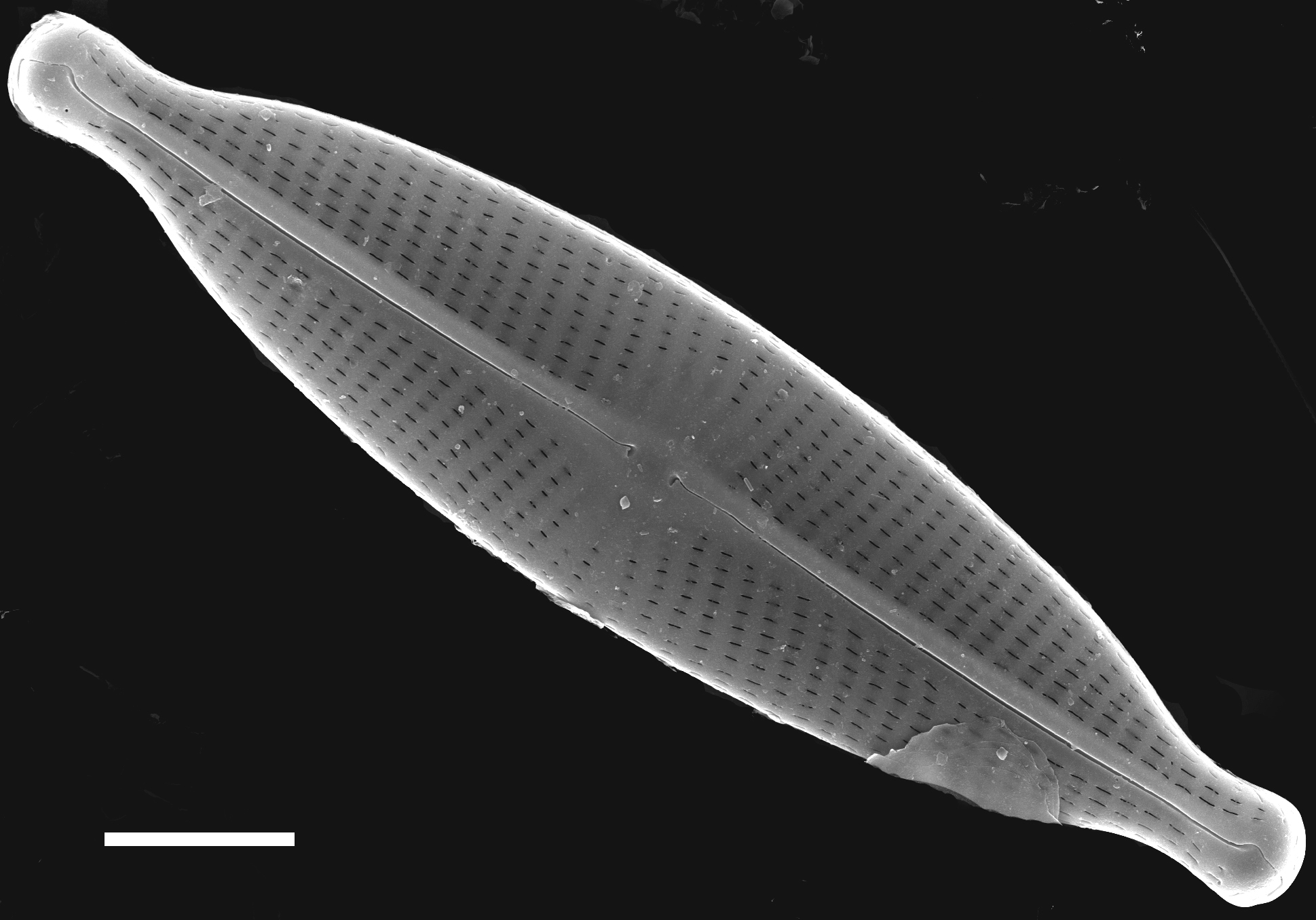 Navicula subrhynchocephala SEM6