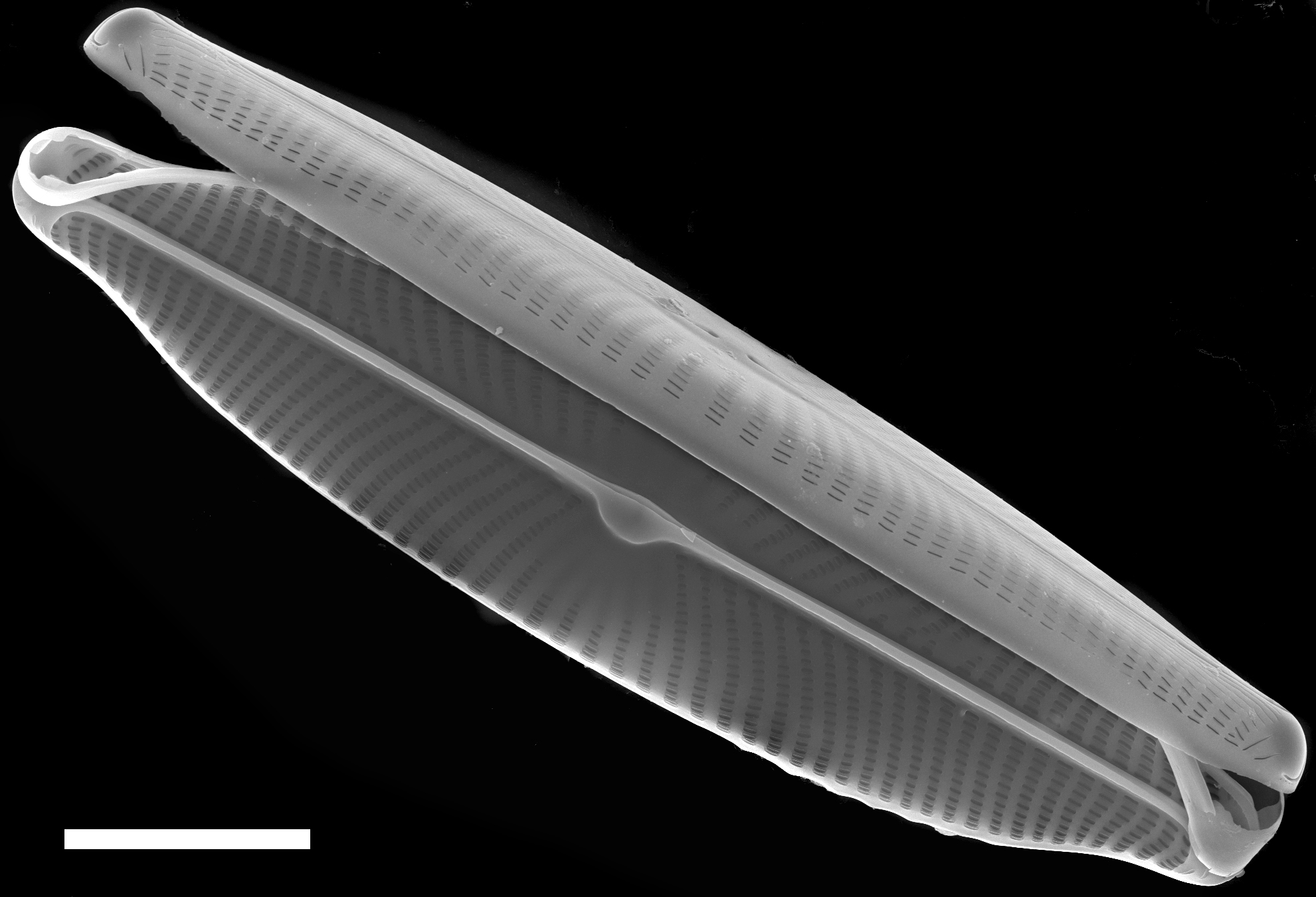 Navicula viridula SEM2