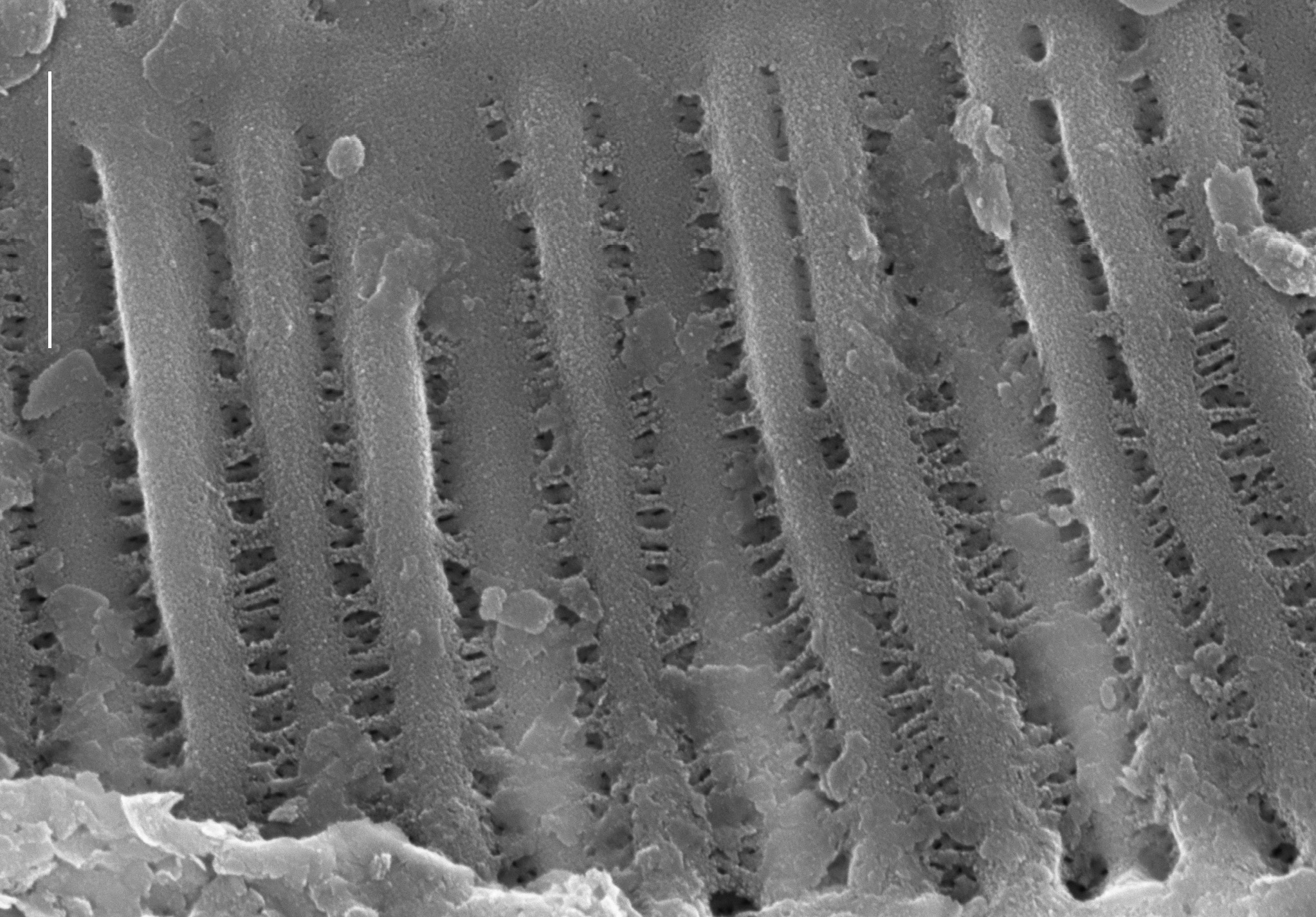 Surirella minuta SEM3