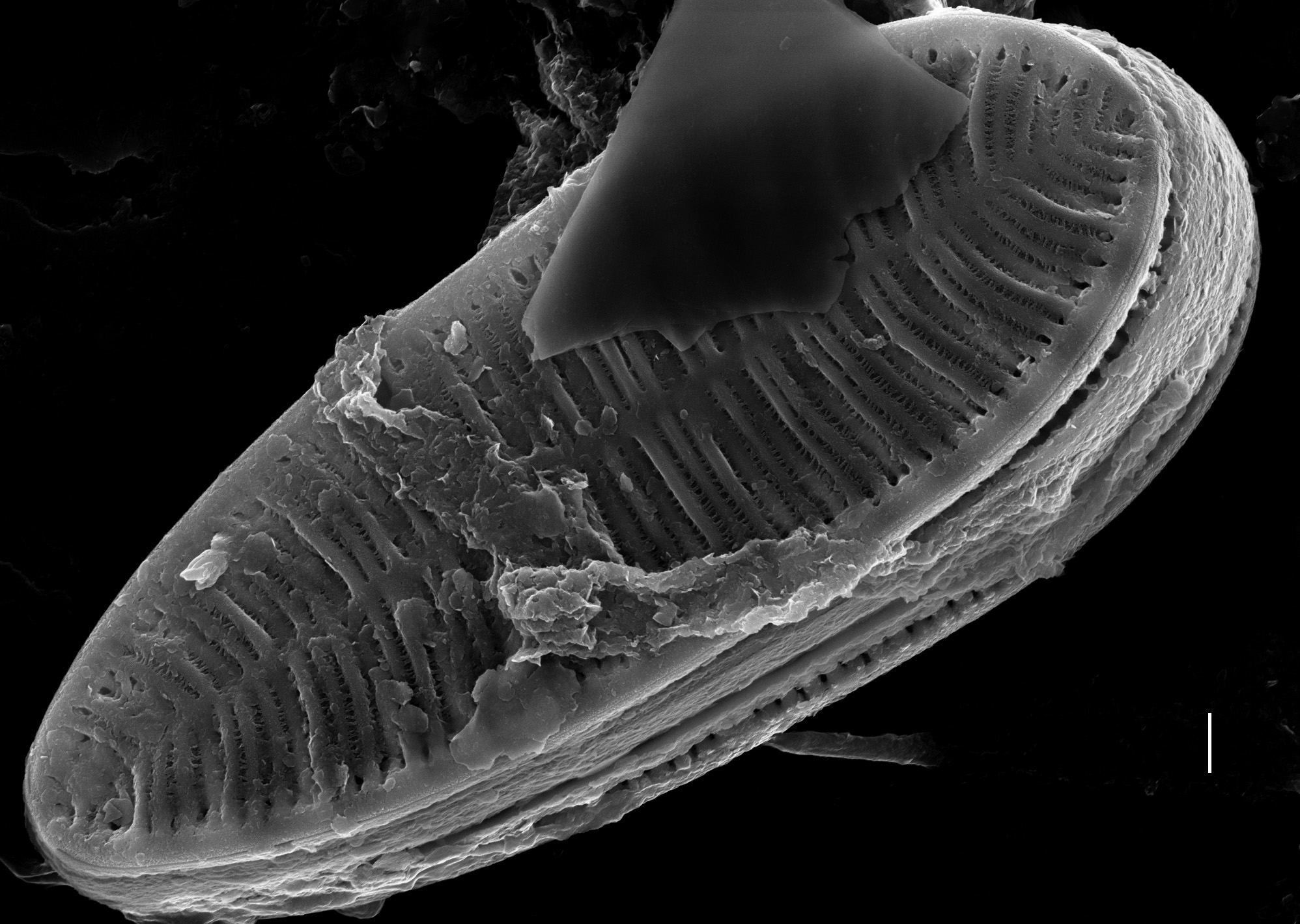 Surirella minuta SEM4